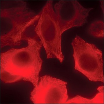 Anti-Human IgG (H+L), highly cross-adsorbed, CF&#8482; 640R antibody produced in goat ~2&#160;mg/mL, affinity isolated antibody