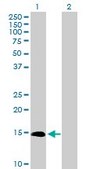 Anti-IL3 antibody produced in rabbit IgG fraction of antiserum, buffered aqueous solution