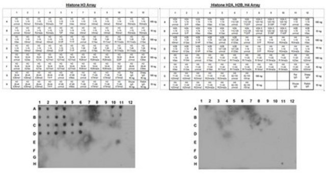 抗组蛋白H3抗体（未修饰Lys4，克隆CMA301） clone CMA301, from mouse, purified by affinity chromatography