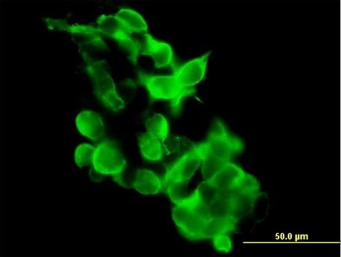 Anti-GPR34 antibody produced in mouse purified immunoglobulin, buffered aqueous solution