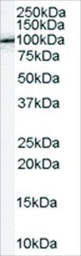 Anti-APBB1/FE65 antibody produced in goat affinity isolated antibody, buffered aqueous solution