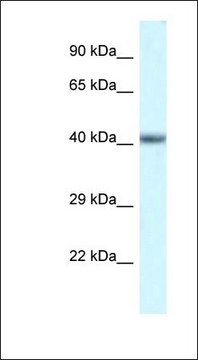 Anti-POU4F3 antibody produced in rabbit affinity isolated antibody