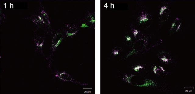 BioTracker&#8482; Far Red Exosome Membrane Labeling Kit