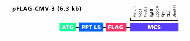 pFLAG-CMV&#8482;-3 Expression Vector shuttle vector for transient or stable expression of N-terminal FLAG