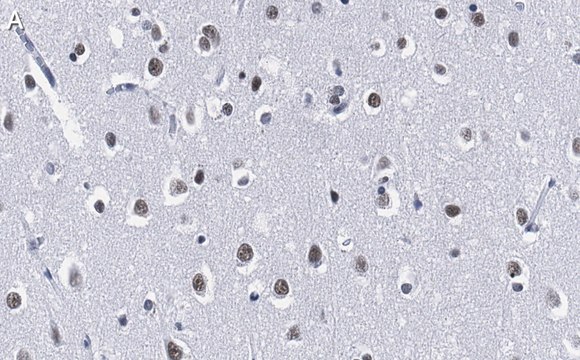 Anti-HDAC3 Antibody, clone 1H19 ZooMAb&#174; Rabbit Monoclonal recombinant, expressed in HEK 293 cells