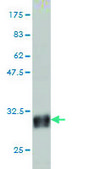 Monoclonal Anti-TAF11 antibody produced in mouse clone 3E7, purified immunoglobulin, buffered aqueous solution