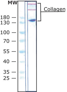 胶原蛋白 来源于鸡胸软骨 Type II (Miller), powder, BioReagent, suitable for cell culture