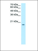 Anti-EDG8 (AB2) antibody produced in rabbit IgG fraction of antiserum