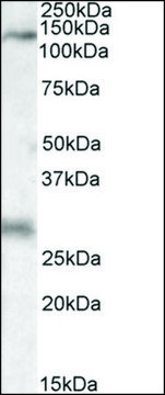 Anti-MAP3K6 (C-terminal) antibody produced in goat affinity isolated antibody, buffered aqueous solution