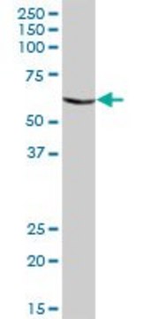 Anti-CHIA antibody produced in mouse IgG fraction of antiserum, buffered aqueous solution