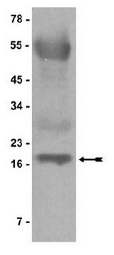 蛋白质A琼脂糖/鲑鱼精子DNA，2.5 mL for use in chromatin immunoprecipitations (ChIP assays)