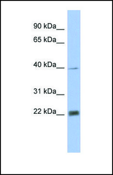 Anti-PSMA4, (N-terminal) antibody produced in rabbit affinity isolated antibody