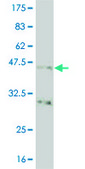 Monoclonal Anti-NKX2-5, (N-terminal) antibody produced in mouse clone 3A7, purified immunoglobulin, buffered aqueous solution