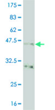 Monoclonal Anti-NKX2-5, (N-terminal) antibody produced in mouse clone 3A7, purified immunoglobulin, buffered aqueous solution