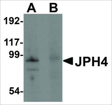 Anti-JPH4 (ab2) antibody produced in rabbit affinity isolated antibody, buffered aqueous solution