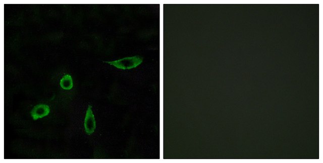 Anti-EDG4 antibody produced in rabbit affinity isolated antibody