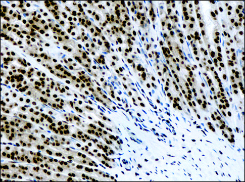 Anti-methyl-Histone H3 (Me-Lys4) antibody produced in rabbit affinity isolated antibody, buffered aqueous solution