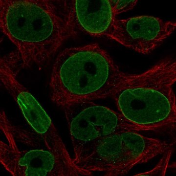 Anti-BCL2 antibody produced in rabbit Prestige Antibodies&#174; Powered by Atlas Antibodies, affinity isolated antibody