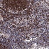 Anti-STAP1 antibody produced in rabbit Prestige Antibodies® Powered by Atlas Antibodies, affinity isolated antibody, buffered aqueous glycerol solution