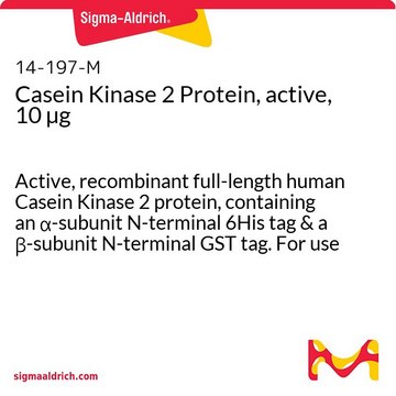 酪蛋白激酶2蛋白，活性，10 &#181;g Active, recombinant full-length human Casein Kinase 2 protein, containing an &#945;-subunit N-terminal 6His tag &amp; a &#946;-subunit N-terminal GST tag. For use in Kinase Assays.