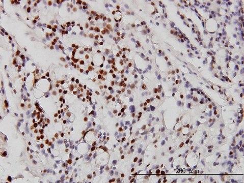 Monoclonal Anti-NEUROD1 antibody produced in mouse clone 3H8, purified immunoglobulin, buffered aqueous solution