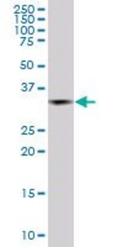 Monoclonal Anti-PCGF2 antibody produced in mouse clone 4C10, purified immunoglobulin, buffered aqueous solution