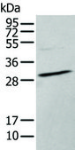 Anti-HOXC9 affinity isolated antibody