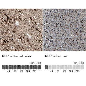 Anti-MLF2 antibody produced in rabbit Ab1, Prestige Antibodies&#174; Powered by Atlas Antibodies, affinity isolated antibody, buffered aqueous glycerol solution