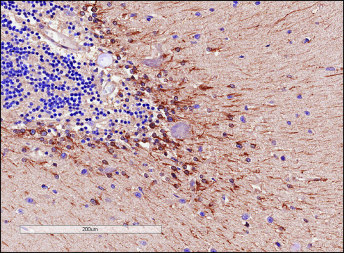 Anti-COMT (Internal) antibody produced in goat affinity isolated antibody, buffered aqueous solution