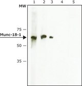 Anti-Munc-18-1 antibody produced in rabbit IgG fraction of antiserum, buffered aqueous solution