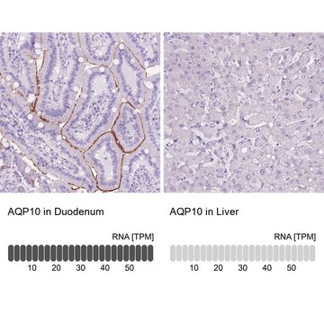 Anti-AQP10 antibody produced in rabbit Prestige Antibodies&#174; Powered by Atlas Antibodies, affinity isolated antibody, buffered aqueous glycerol solution