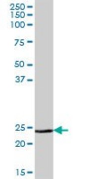 Anti-MSRA antibody produced in mouse IgG fraction of antiserum, buffered aqueous solution