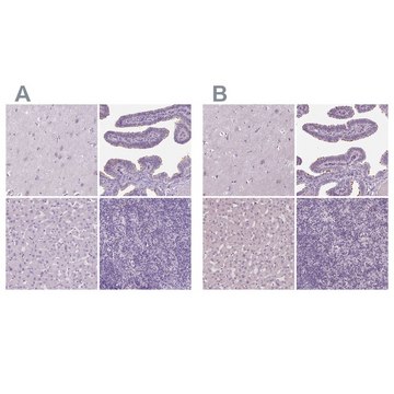 Anti-DNAH12 antibody produced in rabbit Prestige Antibodies&#174; Powered by Atlas Antibodies, affinity isolated antibody, buffered aqueous glycerol solution