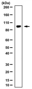 Anti-SKI Antibody from rabbit, purified by affinity chromatography