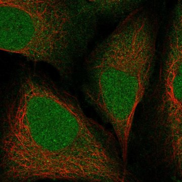 Anti-Rit2 Antibody Produced In Rabbit Prestige Antibodies&#174; Powered by Atlas Antibodies, affinity isolated antibody, buffered aqueous glycerol solution