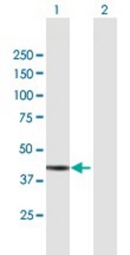 Anti-ADH7 antibody produced in mouse purified immunoglobulin, buffered aqueous solution