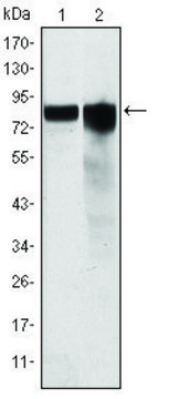 Monoclonal Anti-GYS1 antibody produced in mouse clone 3A7, ascites fluid