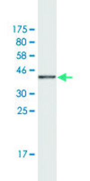 Monoclonal Anti-HEY2, (N-terminal) antibody produced in mouse clone 2B10, purified immunoglobulin, buffered aqueous solution