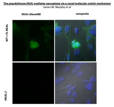 Anti-MLKL Antibody, clone 3H1 clone 3H1, from rat