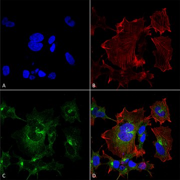 Monoclonal Anti-NPAS4-Atto 594 antibody produced in mouse clone S408-79