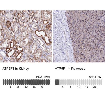 Anti-ATP5F1 antibody produced in rabbit Prestige Antibodies&#174; Powered by Atlas Antibodies, affinity isolated antibody, buffered aqueous glycerol solution