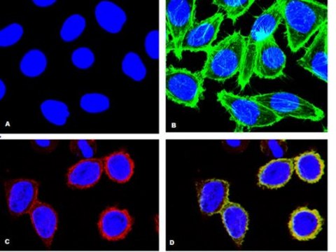 Anti-phospho-p38&#945;(Thr180/Tyr182) Antibody, clone 8.78.8, rabbit monoclonal culture supernatant, clone 8.78.8, from rabbit