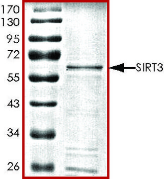 SIRT3, active, GST tagged human recombinant, expressed in baculovirus infected Sf9 cells, &#8805;70% (SDS-PAGE), buffered aqueous glycerol solution