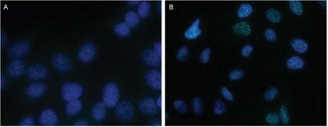 Anti-TRF2 Antibody, clone T2JKM3 clone T2JKM3, from mouse