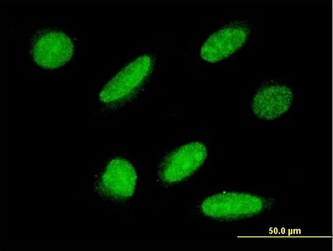 Monoclonal Anti-FLJ21908 antibody produced in mouse clone 1F2, purified immunoglobulin, buffered aqueous solution