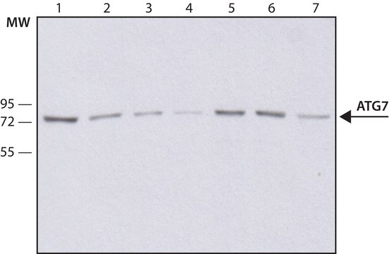 抗-Atg7抗体，小鼠单克隆 clone ATG7-13, purified from hybridoma cell culture