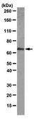Anti-LAMP-3 Antibody, clone 16H11.2 clone 16H11.2, from mouse