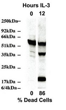 Anti-Caspase 2 Antibody, clone 10C6 clone 10C6, Chemicon&#174;, from rat