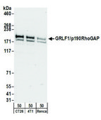 Rabbit anti-GRLF1/p190RhoGAP Antibody, Affinity Purified Powered by Bethyl Laboratories, Inc.