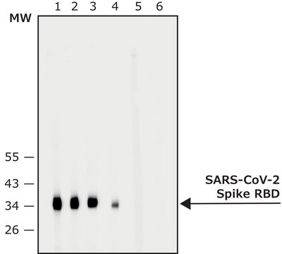 Anti-SARS-COV-2-Spike-RBD region antibody produced in rabbit affinity isolated antibody, buffered aqueous solution